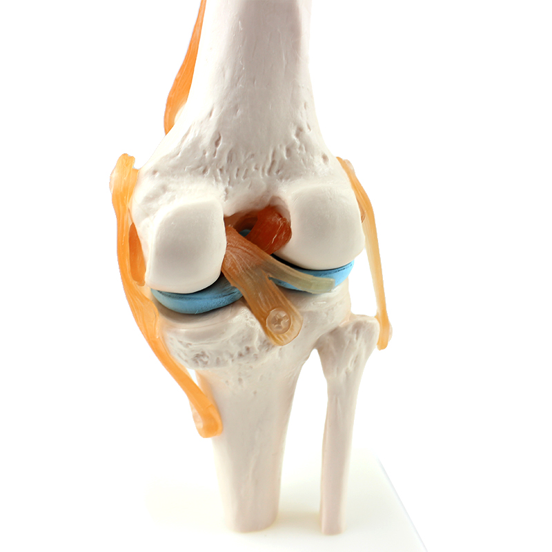 颐诺ENOVO医学人体功能性膝关节模型韧带模型人体关节股骨胫骨骨科教学关节腔交叉韧带滑车关节髌骨模型