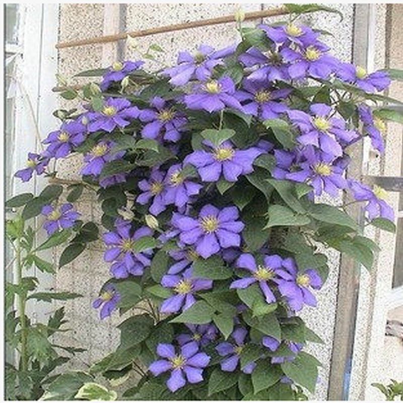 铁线莲种根 铁线莲 室内盆栽植物 吸甲醛花卉绿植 蓝天使