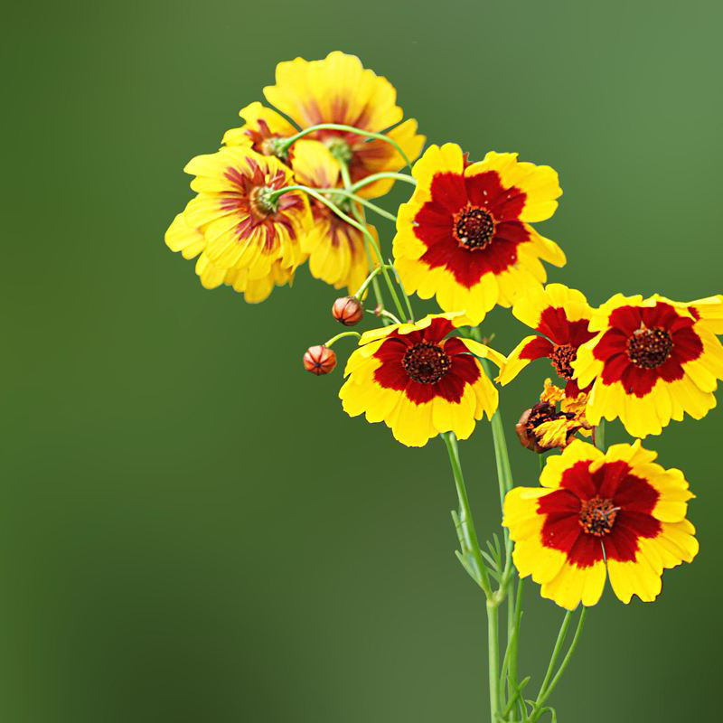 梦族园林(mengzuyuanlin) 耐寒蛇目菊种子昆仑雪菊天山雪菊花种子