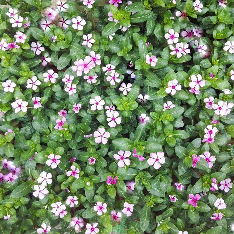 梦族园林(mengzuyuanlin) 长春花花种子多年生草花种子四季易种阳台