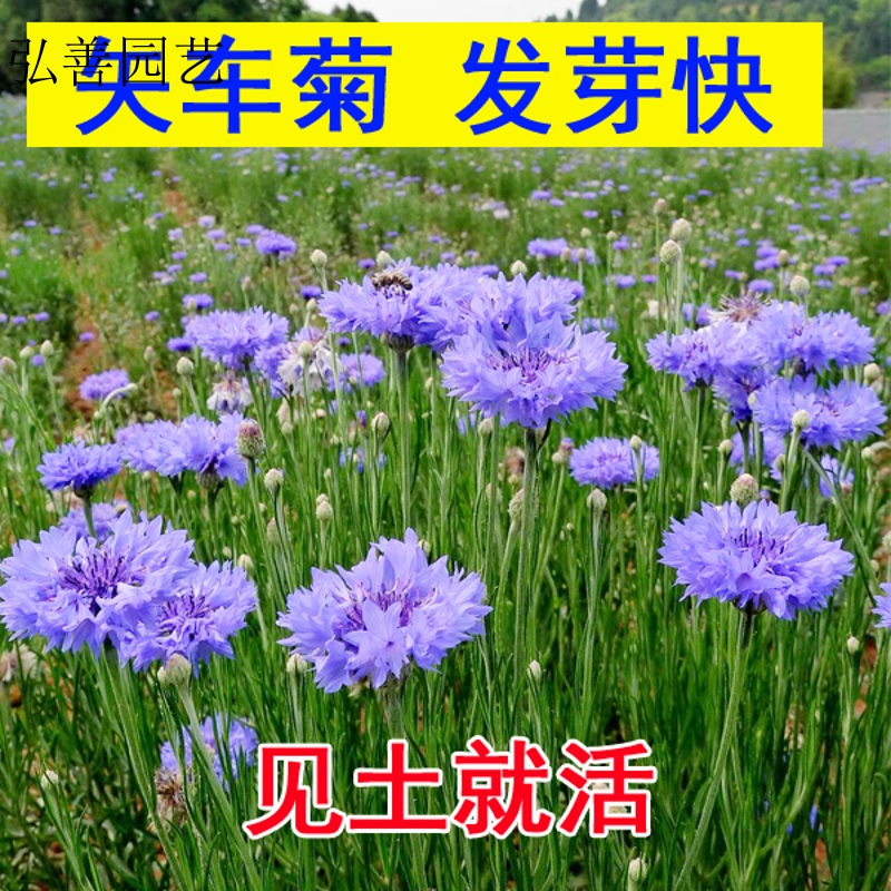 QCDD 庭院易种花子多年生冬季花种子蓝色矢车菊室外四季种易活花籽 矢车菊蓝色800粒+肥料