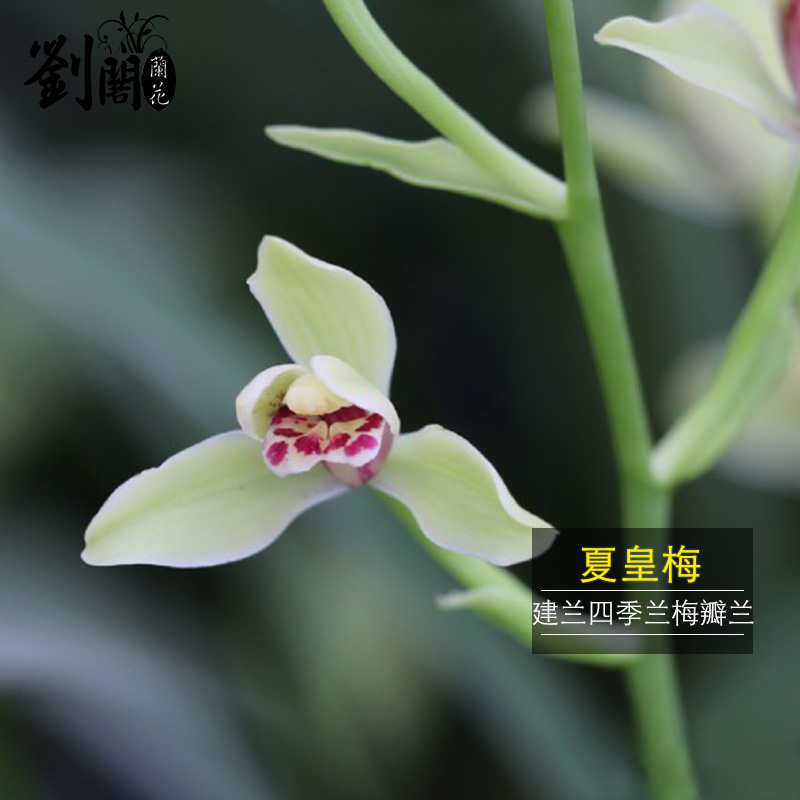 建兰四季兰花的连体苗可以拆分种植吗？是否适合初学者种植？插图