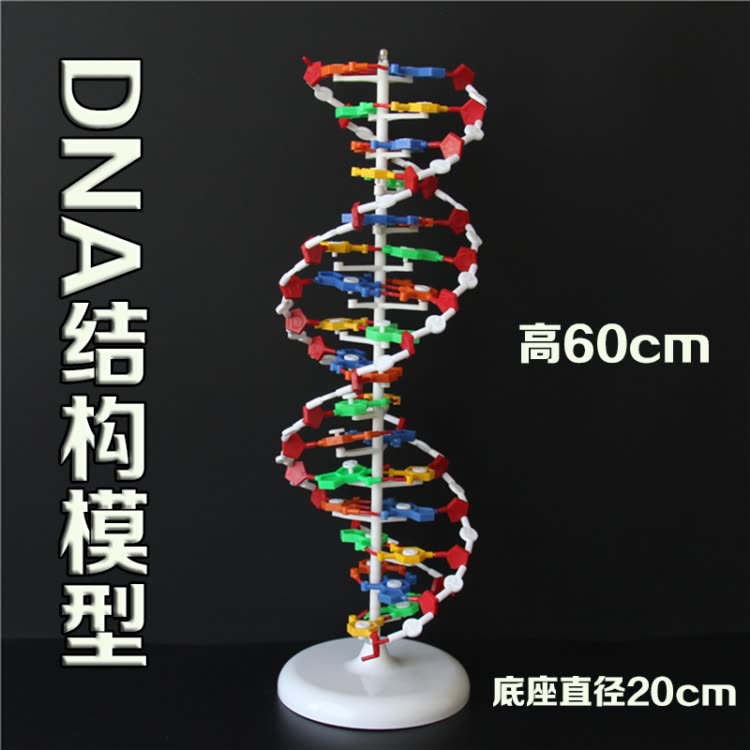 dna结构模型/大号j33306双螺旋60公分高中碱基对遗传基因生物教学演示