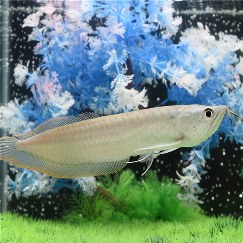 大型淡水鱼热带鱼观赏鱼混养风水鱼成年银龙鱼福音龙鱼水族宠物活体鱼