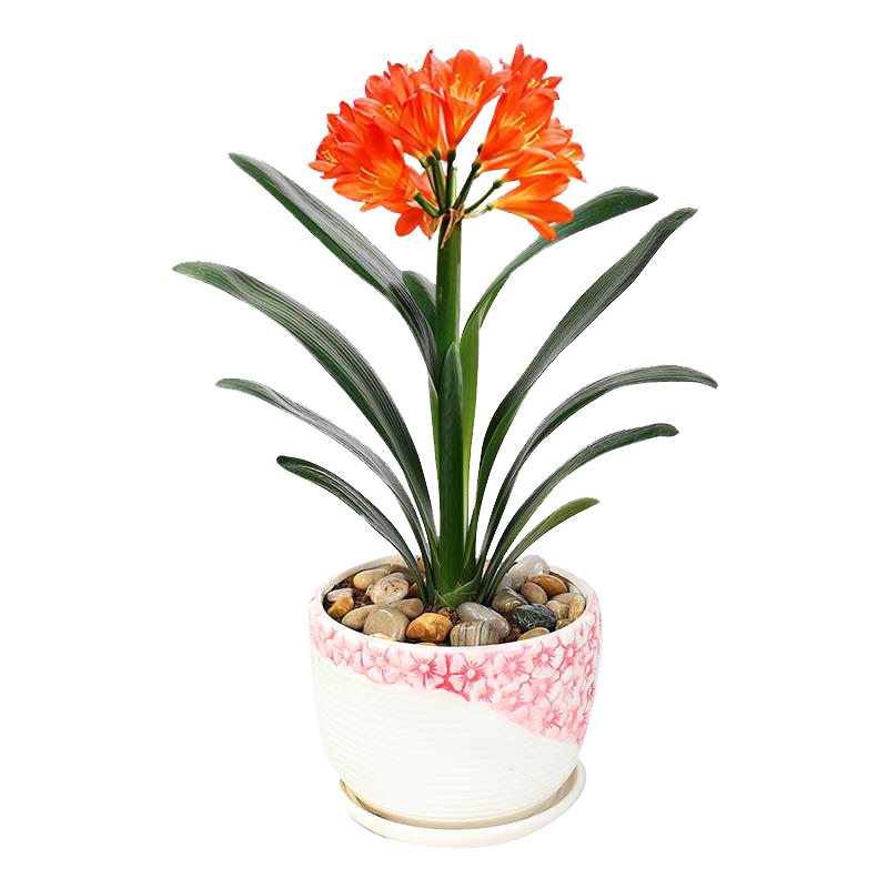 御春阁 带果子发货 火棘苗 火棘树苗 沙棘盆景盆栽树桩 观果阳庭院植物 10年苗(结果多多 满树)带土球发