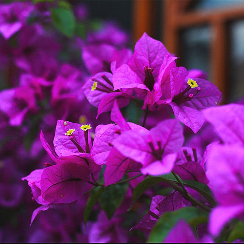爬藤花卉攀援植物大苗重瓣大苗三角梅盆景花卉绿植盆栽 紫色 三年苗