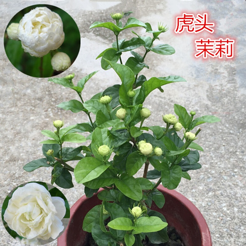 虎头茉莉花苗 茉莉花盆栽 庭院阳台茉莉大花 重瓣植物花卉 3年苗带花发货 不含盆