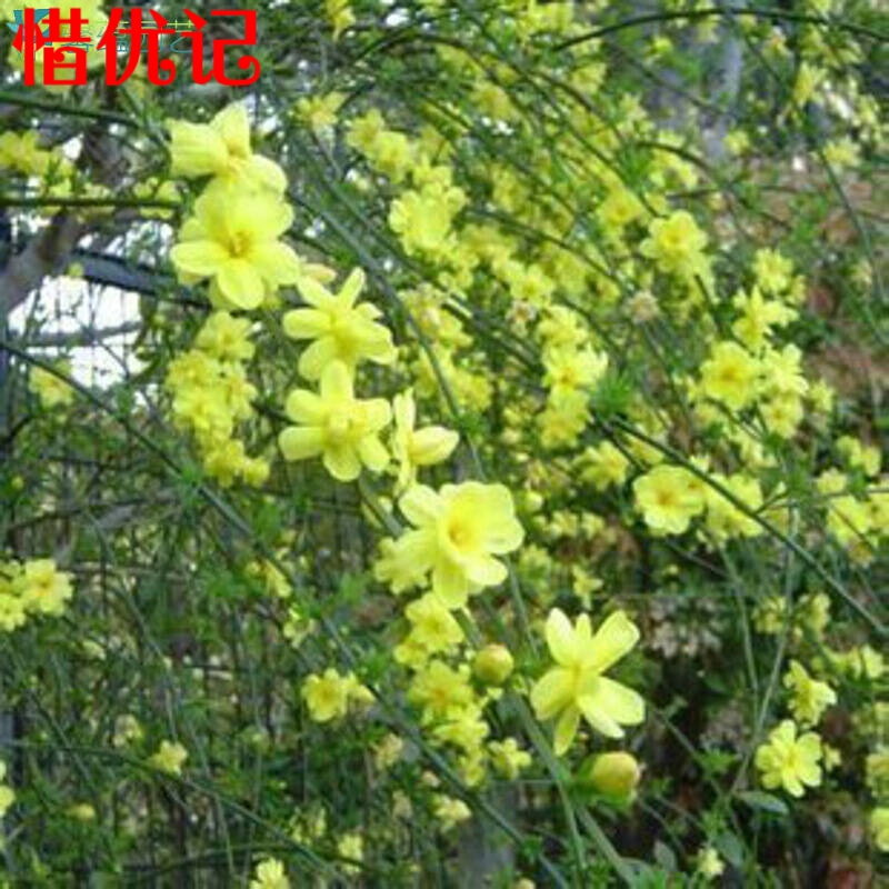 藤本金色的小喇叭爬藤植物瀑布样迎春花迎夏花苗可盆栽 4-5分枝 不含