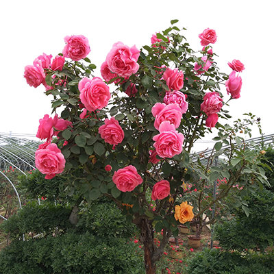 憶芗树状月季树形月季花苗庭院大花月季四季开花浓香树桩月季 树状