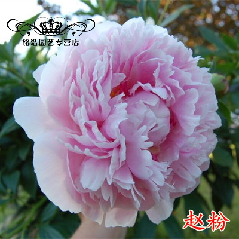 花苗带芽发货观赏花室内外庭院植物盆栽重瓣牡丹花卉 【赵粉】2~3分枝