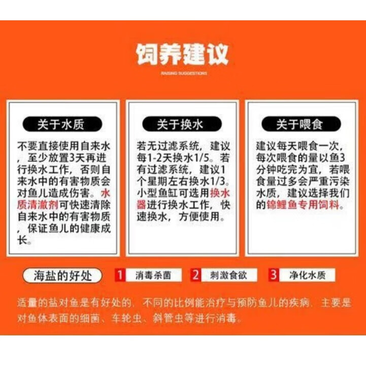 贝冠奇冷水观赏鱼红鹦鹉血鹦鹉葡萄眼黑眼金鱼冷水鹦鹉鱼活体活鱼 冷水鹦鹉4条 12-15cm