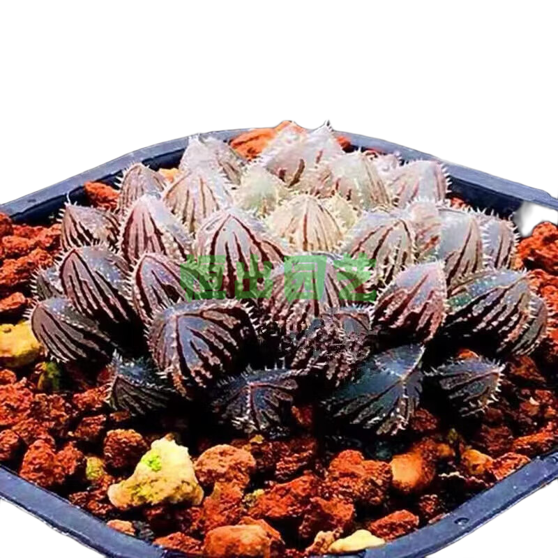 ��羣�CAITI��������ѡ��������ֲ����� ˮ����¶����ֲ���׶�԰���� ��Ʒ������¶1�� ԭ��ԭ�� 59.5Ԫ��5��(��11.9Ԫ/��)