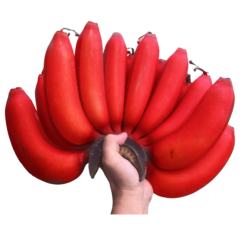  ժַ¥˽5㽶ˮʺƤ㽶 2500g 49Ԫ