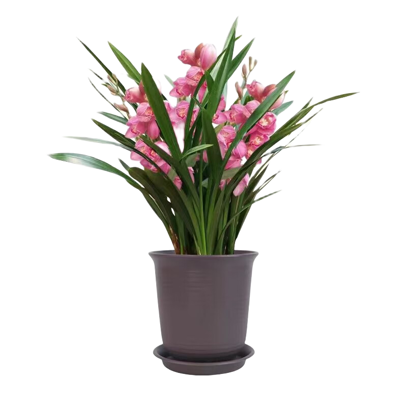 �����ܡ�˳�������š�Ũ��������ī���ļ�������ֲ���Ի��ܴ����Ժ� ��ۼ��� 8-10�� �����Ժ� 58.9Ԫ