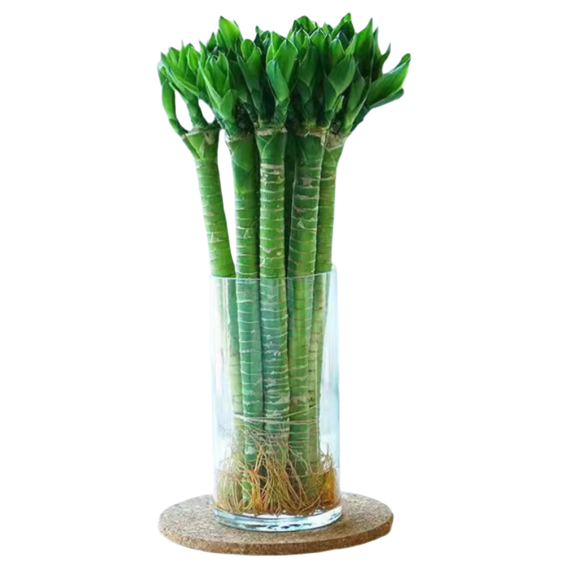 ���ڲ�����ֲ��ֲŮ�Ĳ���/���񸻹���ˮ�����ֲ����ֲ���ں�������5/60cmԴͷֱ��	 32.9Ԫ