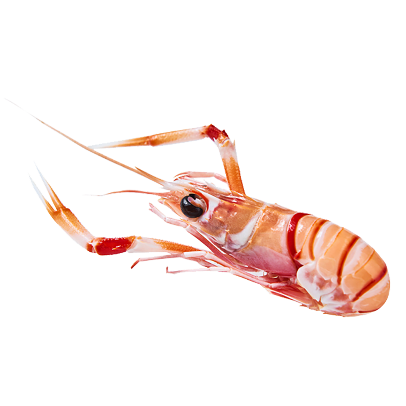 ��ζ����EAT WITH LOVE�� ����������scampi˹�ɱȺ���Ϻ ��Ϻ������ϺС��Ϻ����ˮ�� 2��1kg 11-15ֻ/kg 499Ԫ