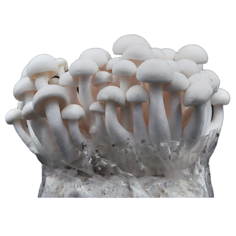 菇婆婆平菇蘑菇菌包菌棒盆栽食用菌種家庭陽(yáng)臺(tái)學(xué)校幼兒園采新鮮蘑菇 白玉菇-升級(jí)款實(shí)發(fā)2袋 袋裝