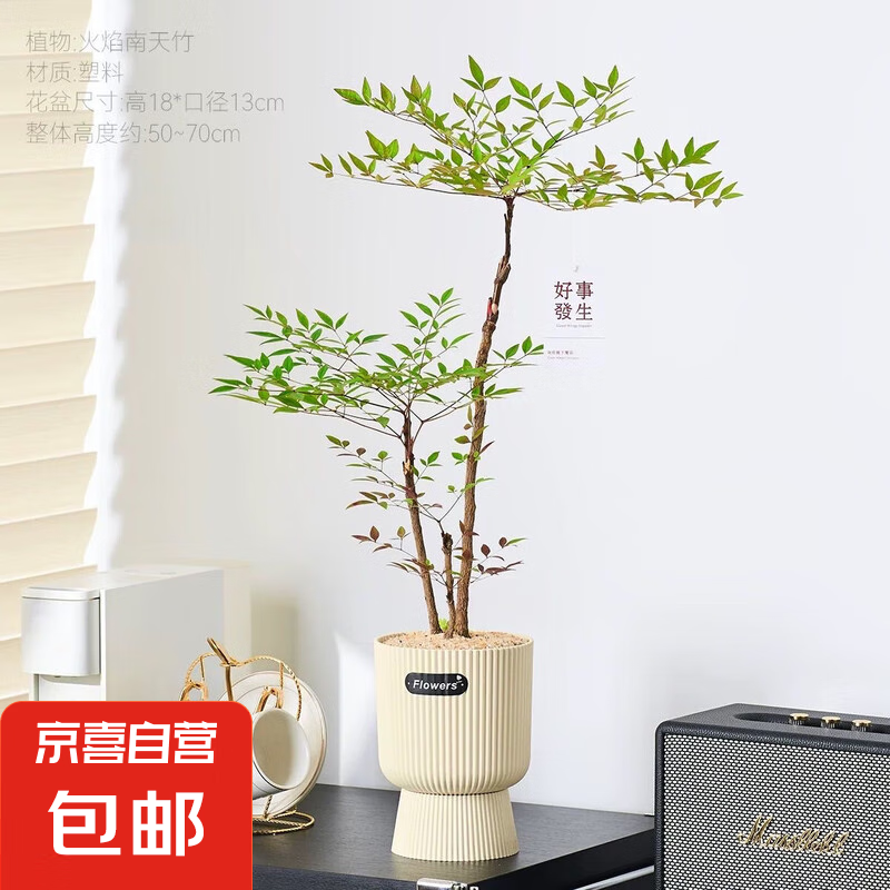 ���������Կ����칫�������쾰ֲ�������¿���������ȩ�����׻� ��������ھ���