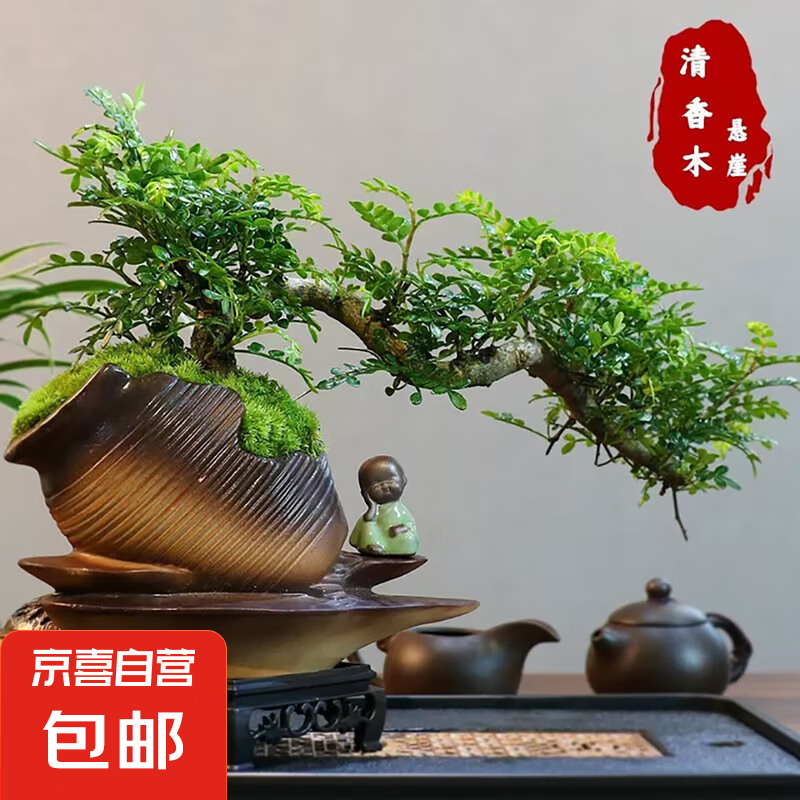 【清香木盆景】飄枝老樁花卉好養(yǎng)綠植盆栽茶桌高檔年貨帶花盆底座 酒壺盆清香木15-20+底座+小沙彌