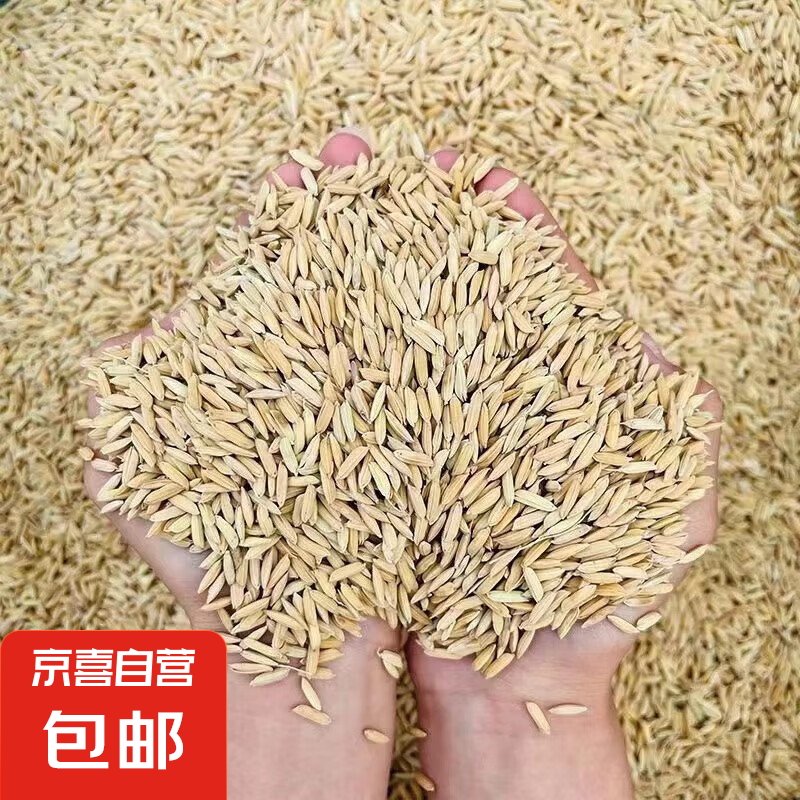 飼料原料谷物帶殼水稻飼料雞飼料稻殼鴿糧鴿子糧豆粕羊飼料稻谷子 飼料帶殼稻谷40斤