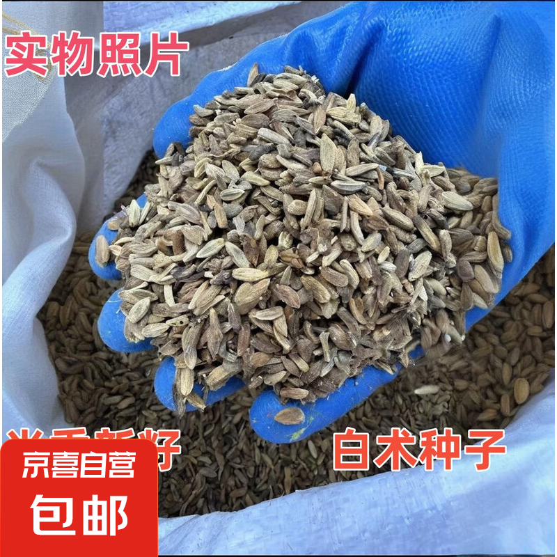 林木种子药材种子花草种子四季播种开花易活花卉苗庭院室外花种籽 白术种子 250克