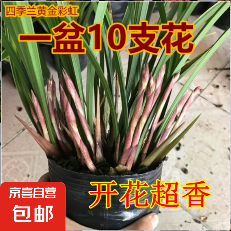 有香味的小型盆栽有哪些(有香味的小型盆栽有哪些品种)