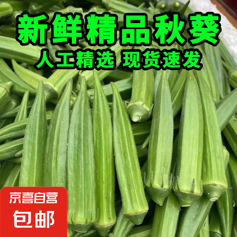 新鲜水果秋葵黄秋葵现摘现发生鲜蔬菜凉拌烧烤火锅食材减肥瘦身 现摘鲜嫩秋葵（试吃装） 500g