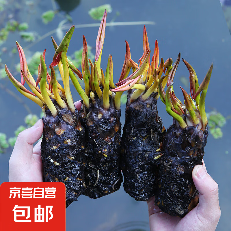 睡蓮水培植物四季水養(yǎng)荷花水蓮花盆栽花卉水池塘大睡蓮根塊帶花苞 大睡蓮根塊/混搭色5個(gè)