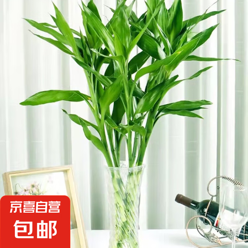 ��������ˮ��ڽڸ�������ֲ�����в�ֲ���ʻ��ܺ���������Ϧ ��ɫˮ�฻����60cm5֦