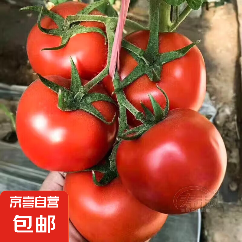 高山新鲜西红柿水果番茄自然熟生吃减肥减脂即食蔬菜生鲜源头直发 大红西红柿净重 1斤