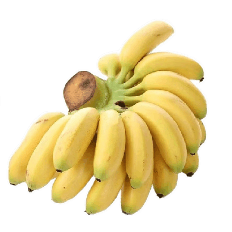 集南鲜广西 香蕉 小米蕉 新鲜水果现摘现发 5斤含箱