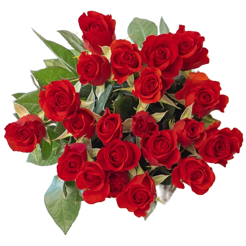 钟爱（love）云南昆明鲜花基地直发玫瑰家庭插花花束直批鲜花 红玫瑰20枝
