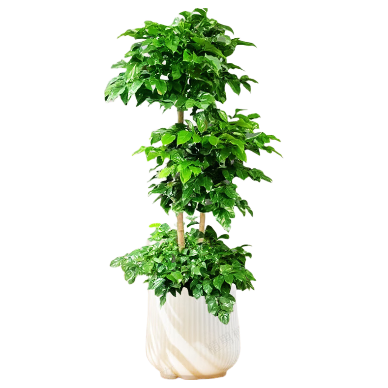 ֲֲŮҸֲ̱ڴֲ칫Ǩ¾Դͷֱ 159Ԫ