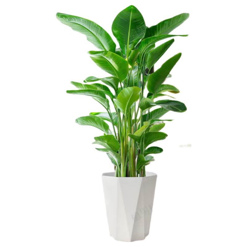 ֲֲŮԿںֲ칫ֲԴͷֱ 49.9Ԫ