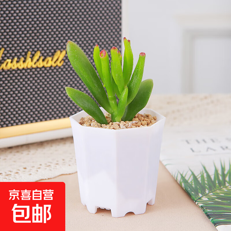 多肉植物多肉精选随机办公室室内阳台精品高端红宝石桃蛋红色系列 吸财树+八角盆塑料+土铺面石