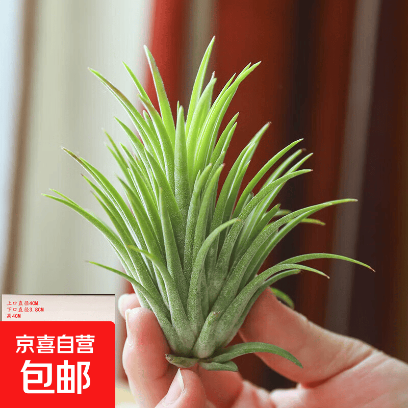 凤梨无土植物办公室内绿植物桌面盆栽花卉创意盆栽净化空气 绿精灵6