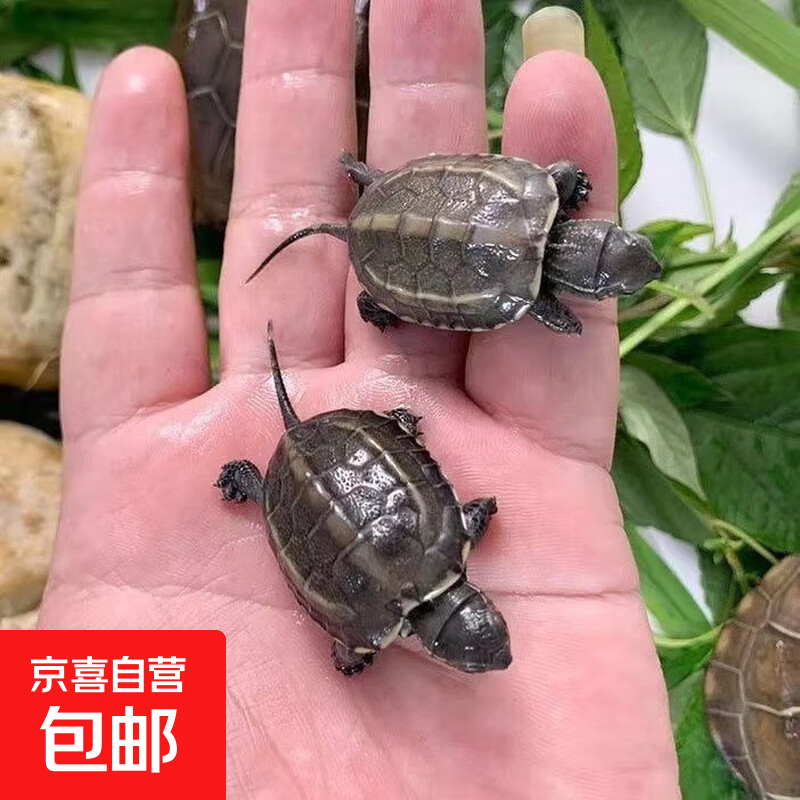 小乌龟中华草龟活体家养墨龟宠物小乌龟苗金线活龟一对可选 2-3厘米小苗杂草龟 单身龟1只