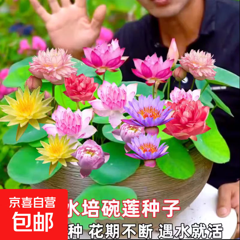 碗莲种子室内盆栽荷花种子睡莲四季开花水培碗莲花卉种子植物种子 混色开口水培碗莲10粒+营养液