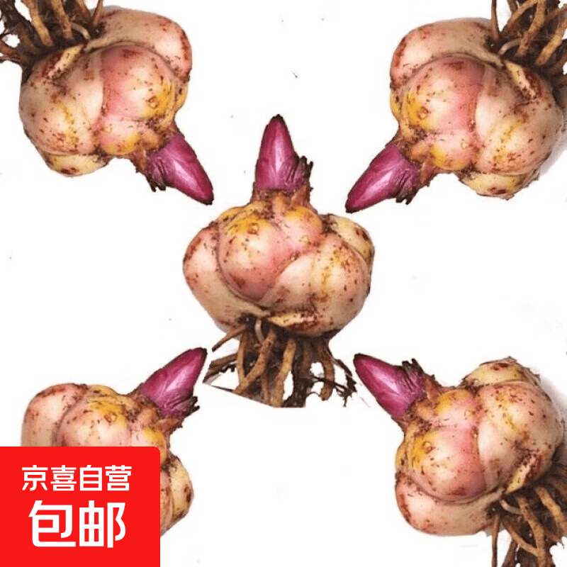 香水百合种球四季开花盆栽带花苞进口重瓣百合花球种子花苗鲜花卉 香水百合混色5球不含盆土