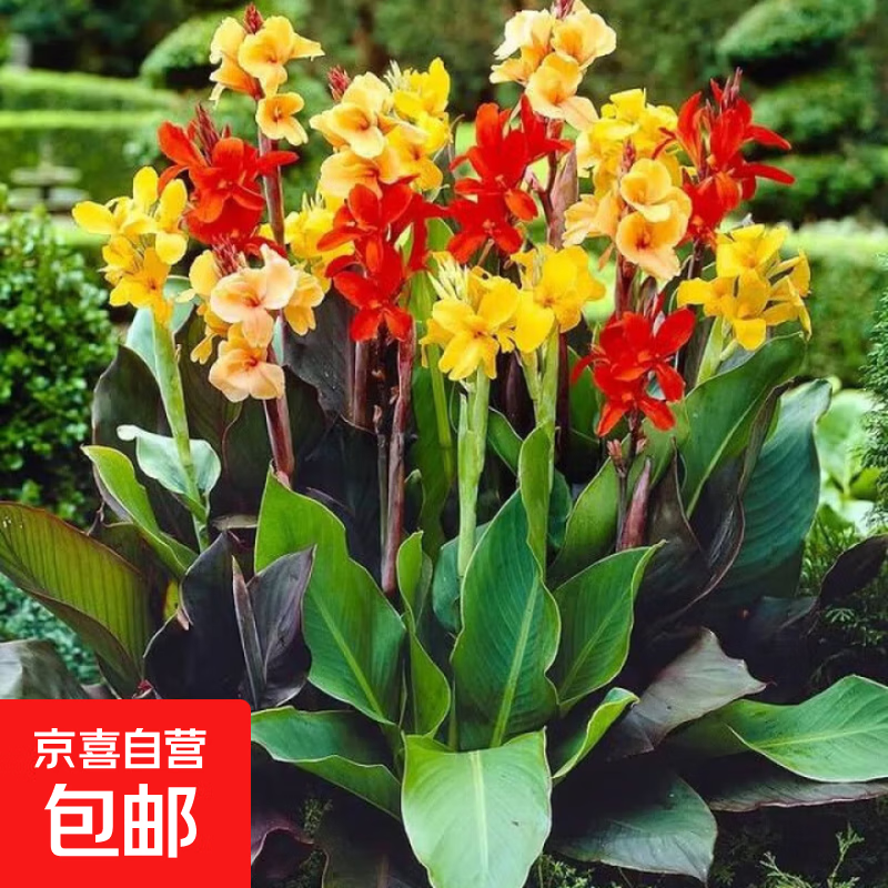 美人蕉种球四季易养室外庭院地栽植物花卉盆栽花苗多年生带芽根茎 美人蕉10棵(混色)(种球)