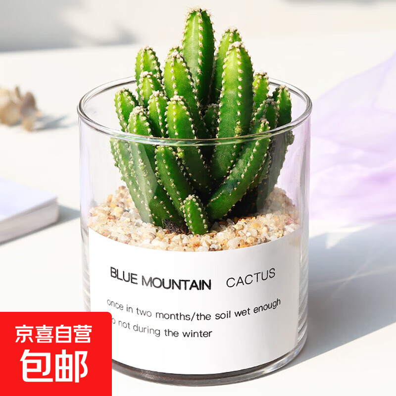 多肉植物仙人掌盆栽室内肉肉仙人球小盆栽开花可爱桌面绿植 万重山+玻璃盆+黄金砂+营养土 含盆