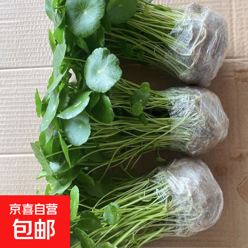 铜钱草水培植物室内办公室桌面盆栽花卉四季常青绿植净化空气懒人 铜钱草带叶子特惠款31-50根+营养液【1份】 不含盆