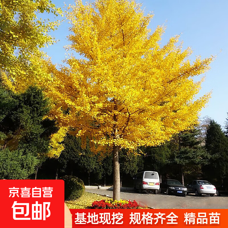 �����������Ҷ�׹�����ͥԺ�̻��羰��Ǩ�������е����ϱ�����ֲ ��Ʒ����5cm��