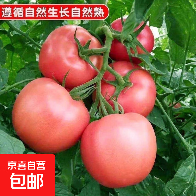 山东红果西红柿仅需5.6元新鲜上市