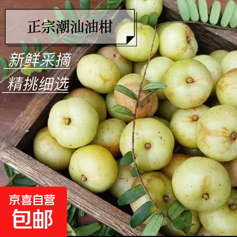 潮汕油柑果油甘果新鲜水果现采现摘泡茶煲汤回甘 净重5斤