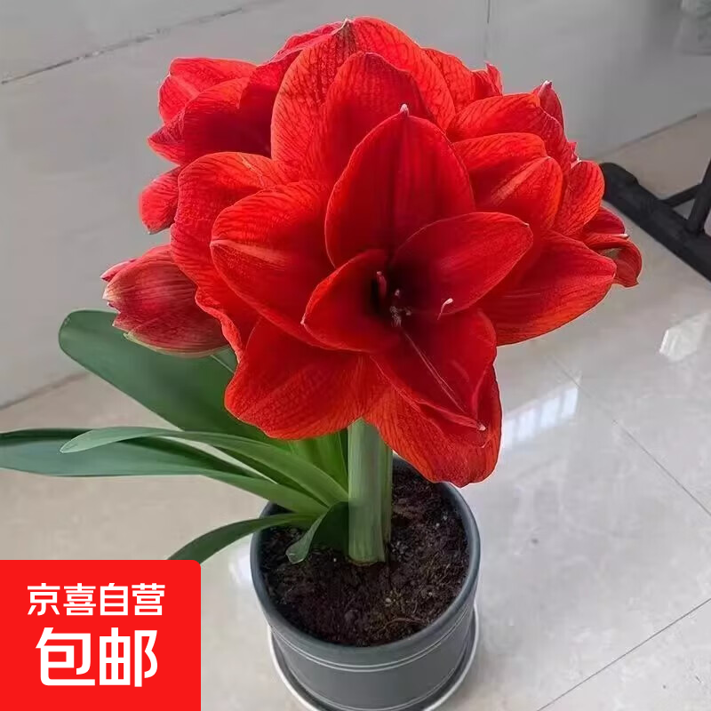 �����꿪���������ذ��춥�������ļ�����ֲ�������������˺����� ����ܽ ֱ��5cm����1���������졿