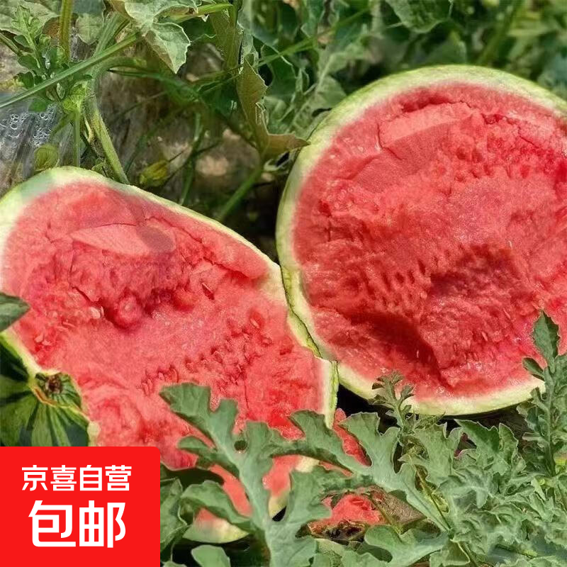 正宗冰糖8424麒麟西瓜新鲜采摘脆甜多汁有籽无籽随机发 西瓜 5-7斤(1-2人)