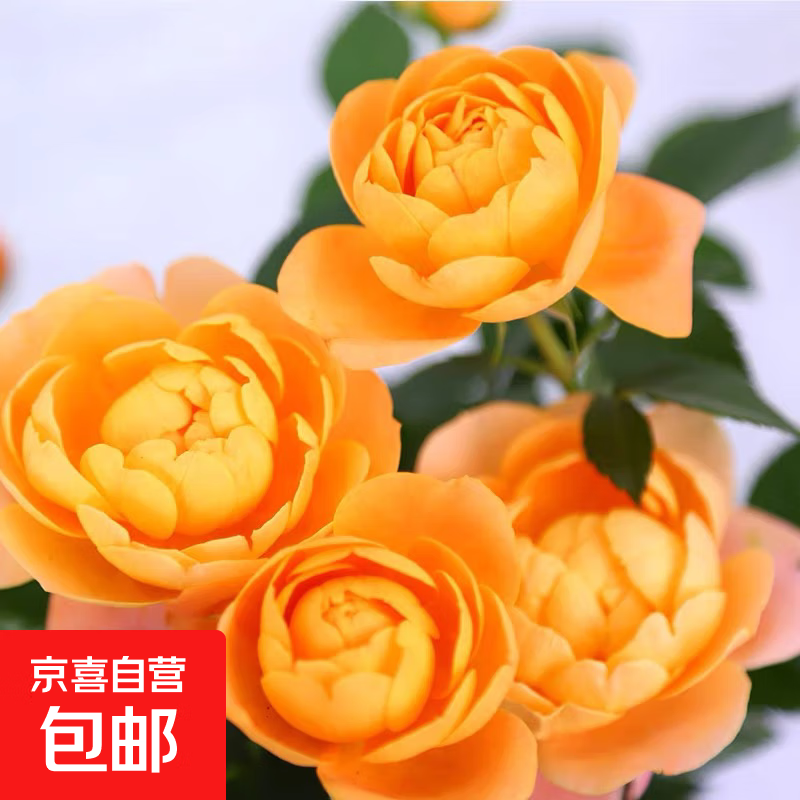 月季特大花浓香果汁阳台庭院花卉植物盆栽蔷薇四季玫瑰花苗带花苞 果汁阳台原土发货小苗10cm左右