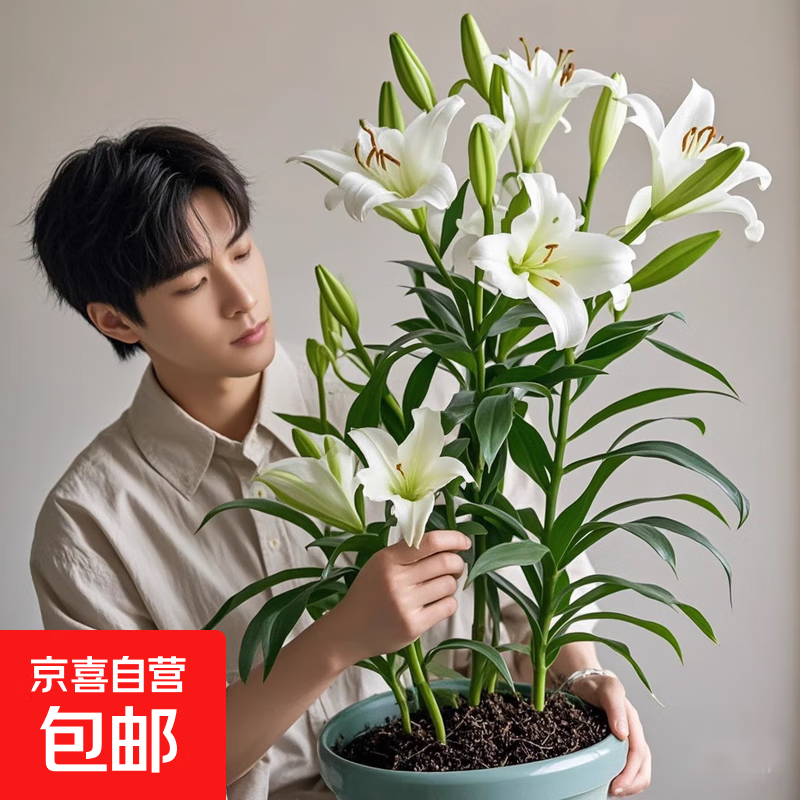 香水百合种球带芽四季开花室内外阳台多头百合耐寒好养 白色【带芽发货】 5个球（更便宜）