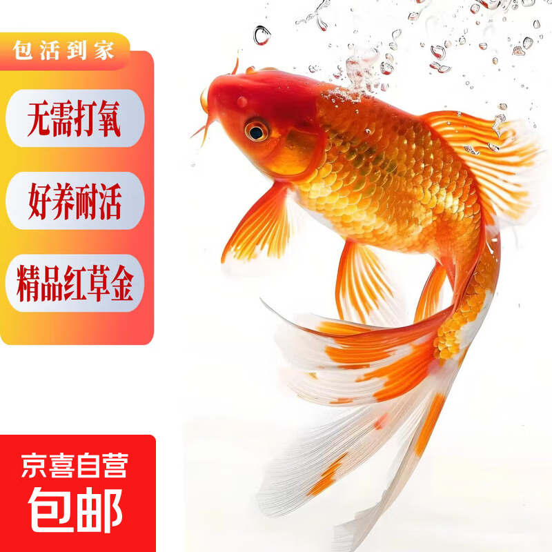 招财宠物鱼冷水观赏草金鱼锦鲤鱼好养耐活包邮包活 【1-3厘米】 【福利特惠】混色3条送1条备损